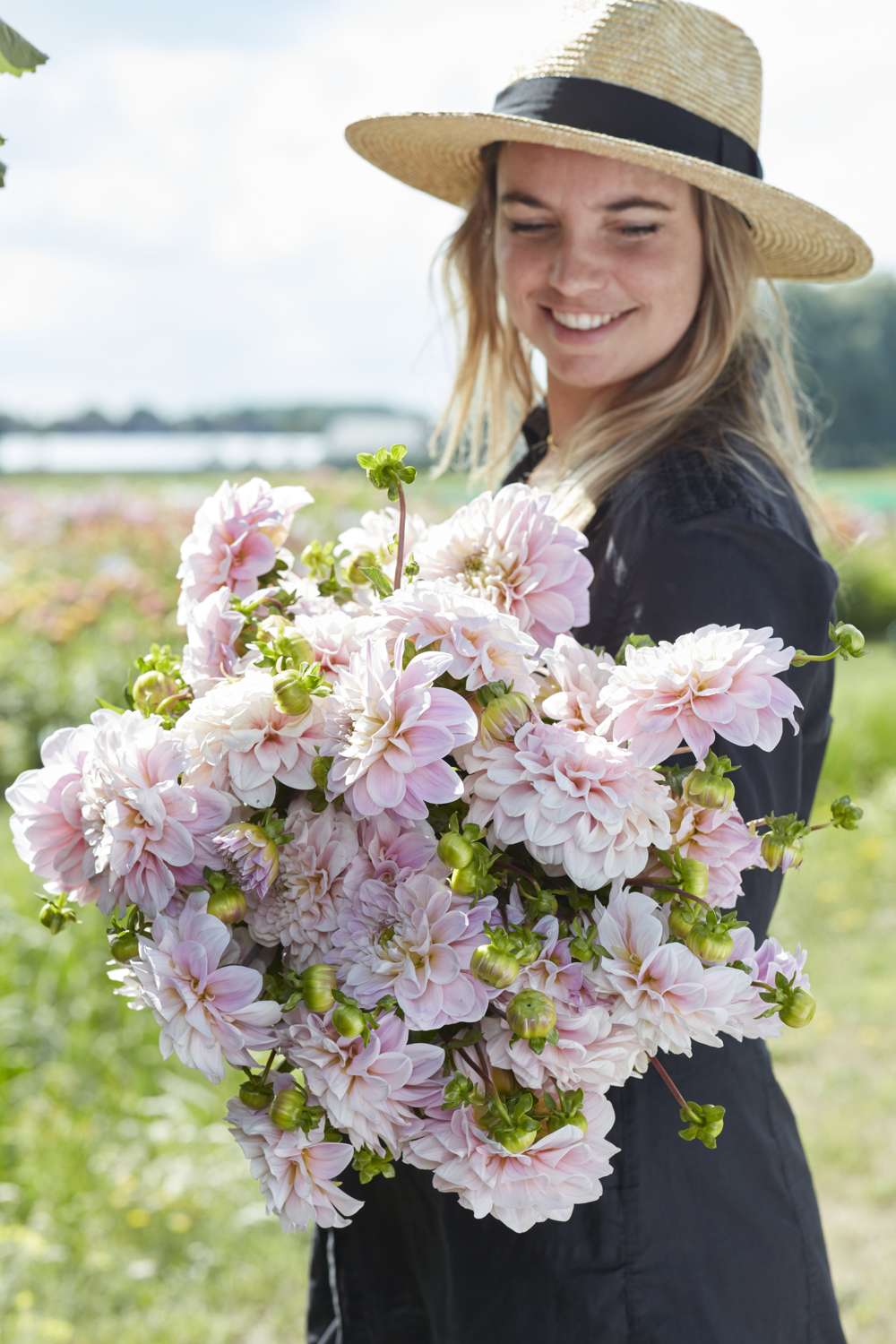 Dahlia 'Sweet Nathalie'